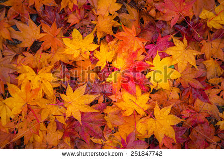 stock-photo-fall-maple-leaves-indicating-the-seasonal-change-in-japan-251847742